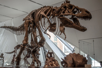 dinosaur in ROM gallery